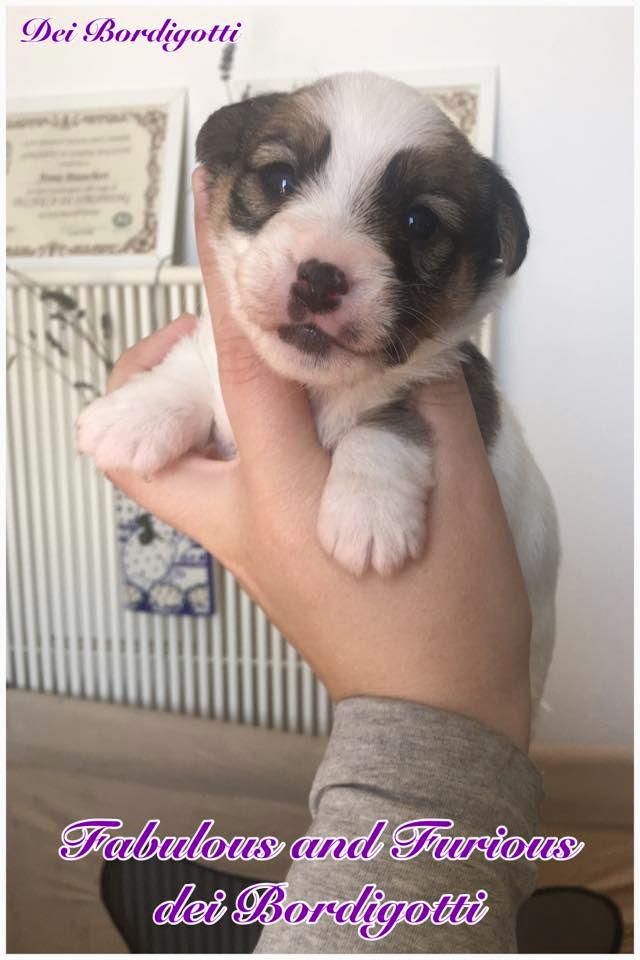 Dei Bordigotti - Jack Russell Terrier - Portée née le 08/03/2018