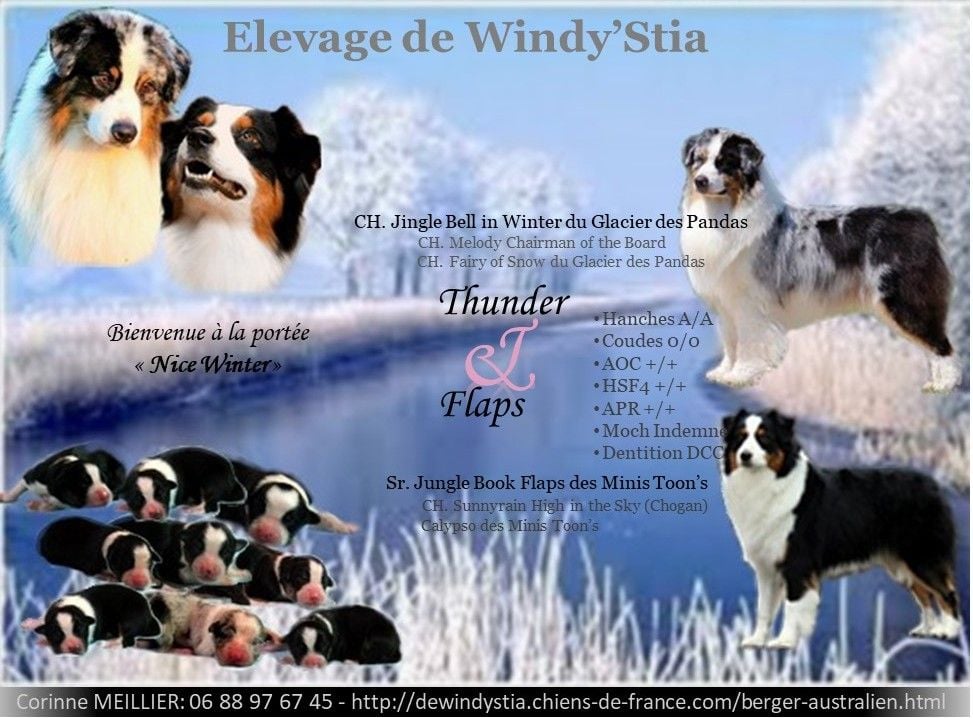 De Windy'stia - Les bébés 