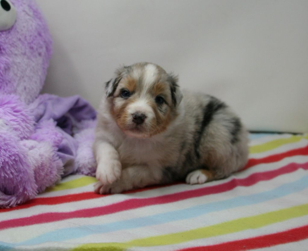 De Windy'stia - Chiots disponibles - Berger Australien