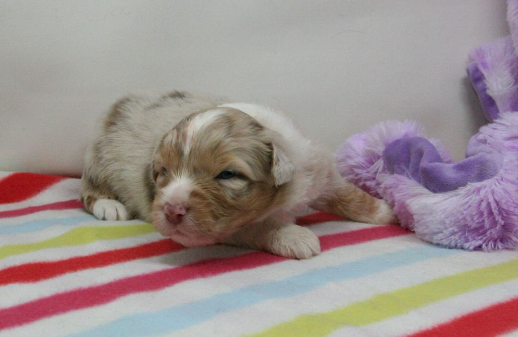 De Windy'stia - Chiots disponibles - Berger Australien