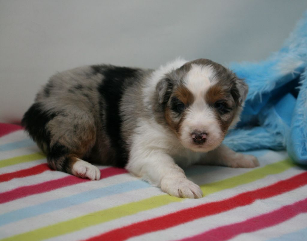 De Windy'stia - Chiots disponibles - Berger Australien