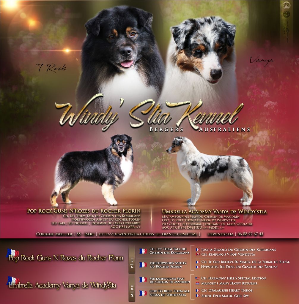 Chiot Berger Australien De Windy'stia