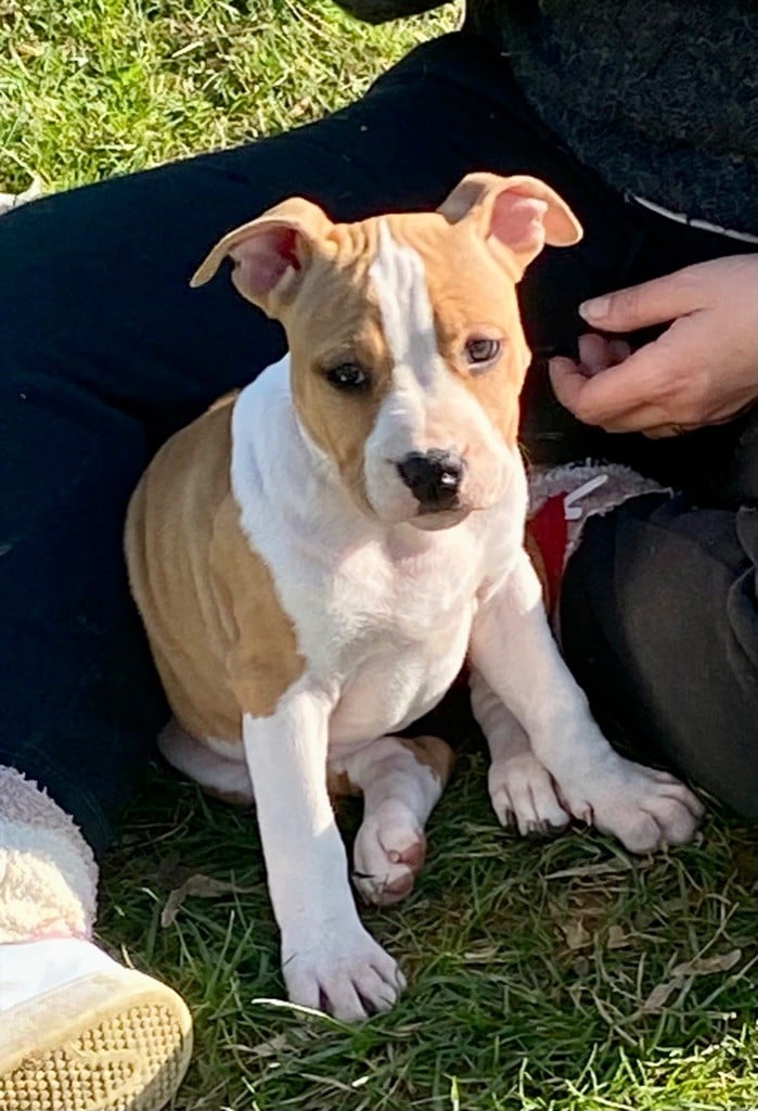 Little Gold Flower - Chiots disponibles - American Staffordshire Terrier