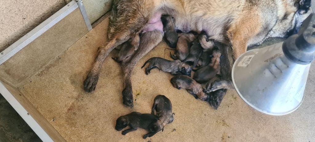 Chiot Berger Belge des Rives De La Mamika