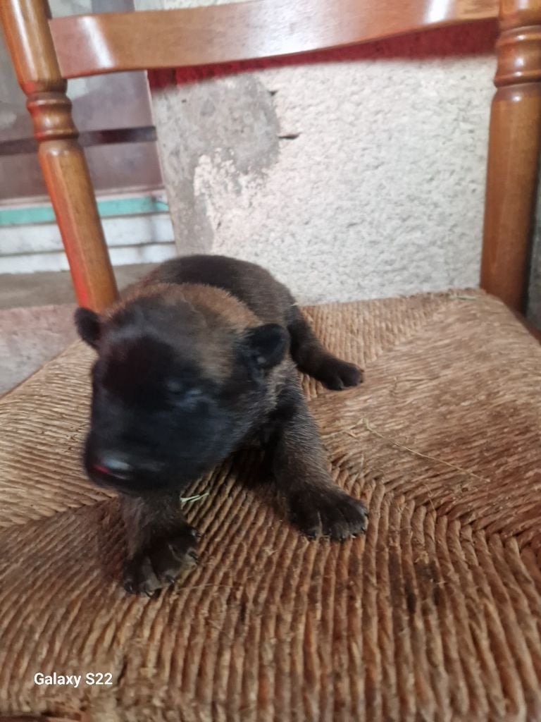 des Rives De La Mamika - Chiots disponibles - Berger Belge