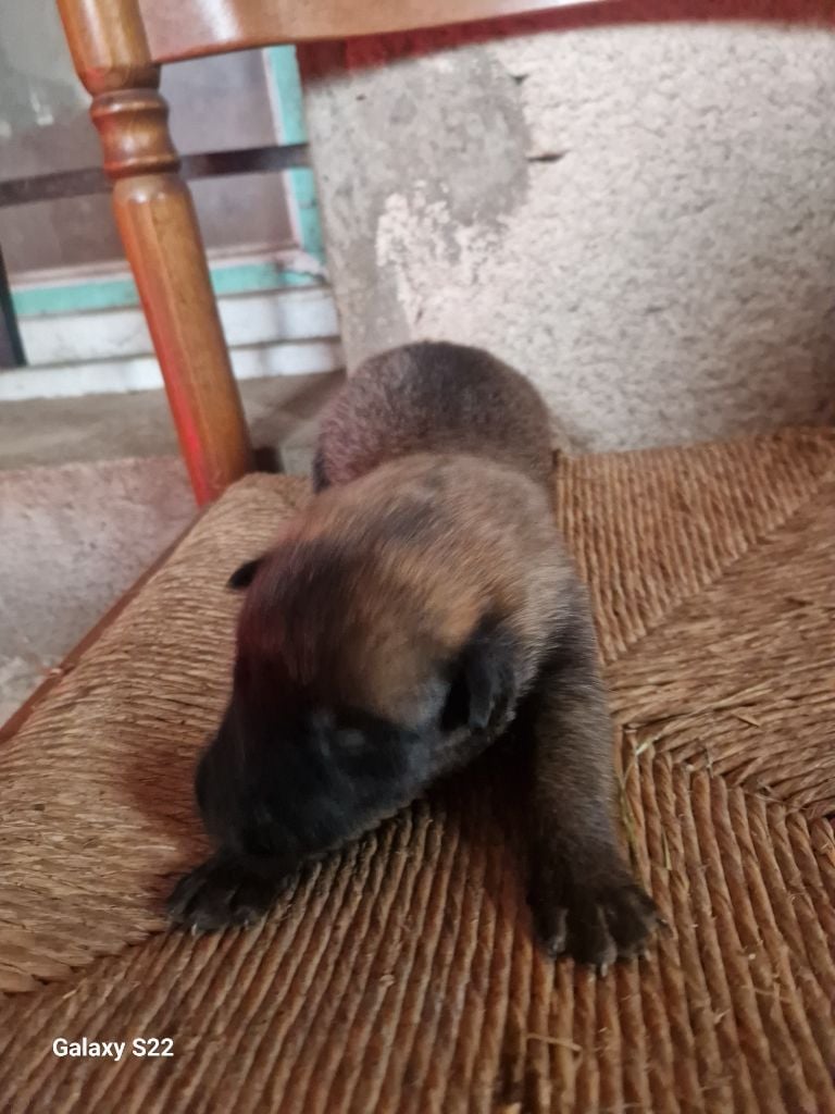 des Rives De La Mamika - Chiots disponibles - Berger Belge