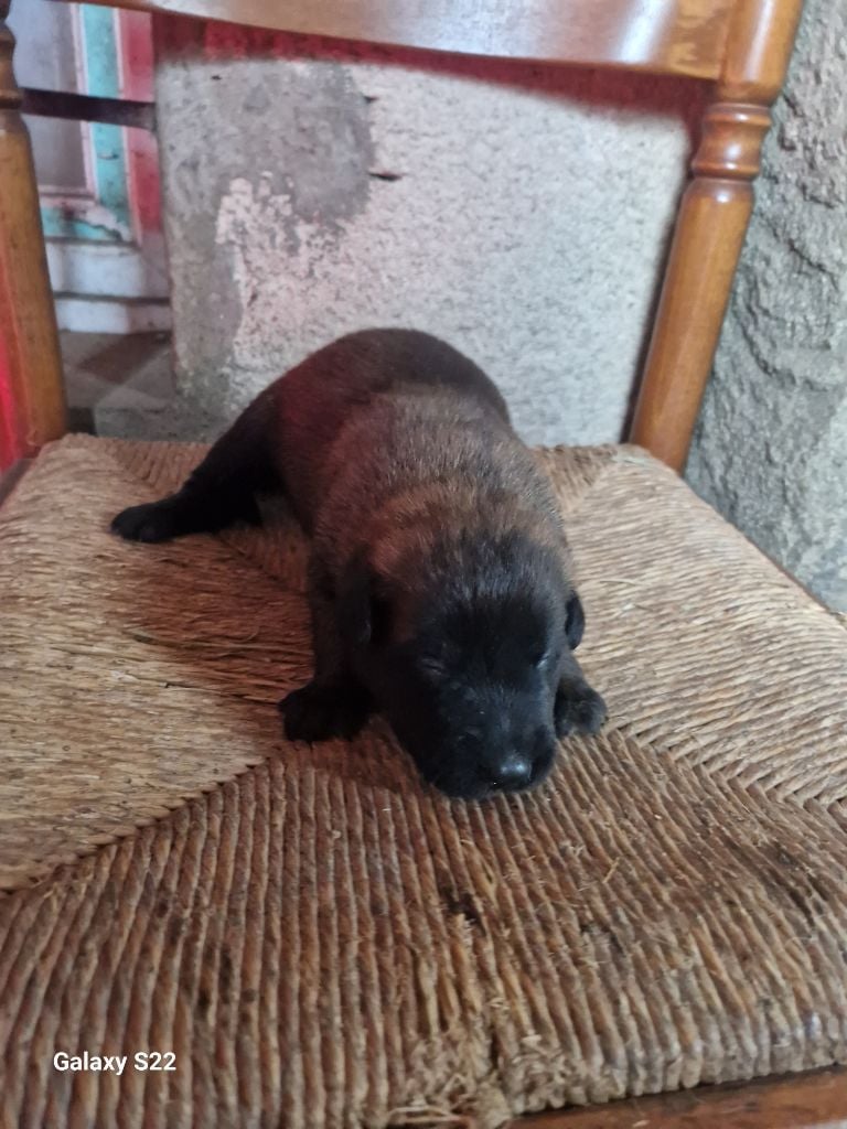 des Rives De La Mamika - Chiots disponibles - Berger Belge