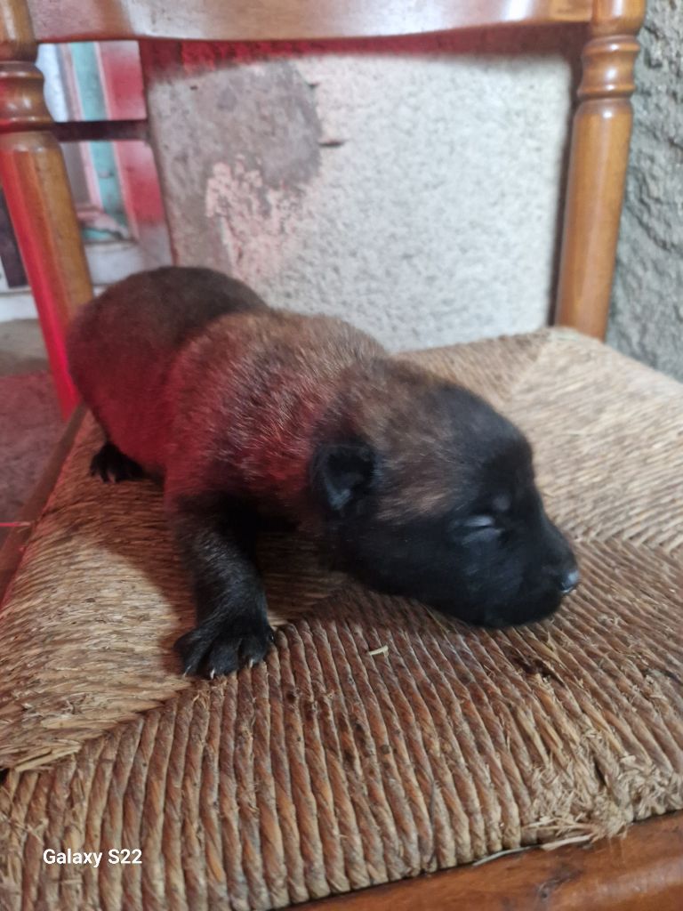 des Rives De La Mamika - Chiots disponibles - Berger Belge