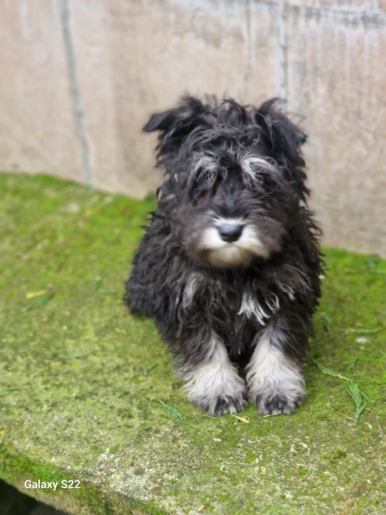 des Rives De La Mamika - Chiots disponibles - Schnauzer