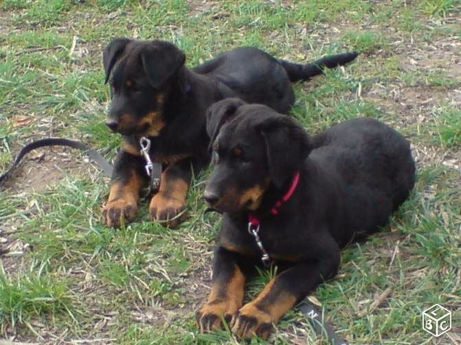 de la Ruée Sauvage - Chiots disponibles - Berger de Beauce