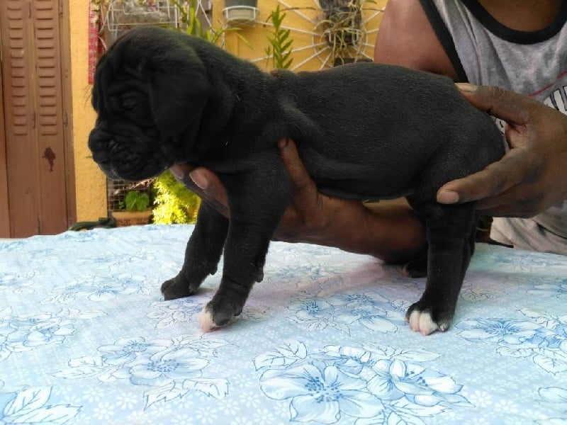 Du Volcan Des Alizés - Chiots disponibles - Dogue allemand