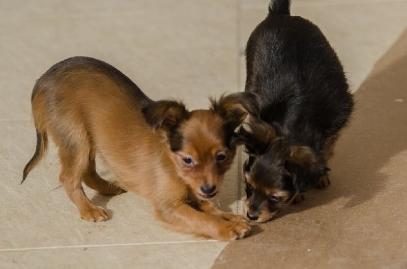 Chiot Russkiy Toy (Petit Chien Russe) Indyroman