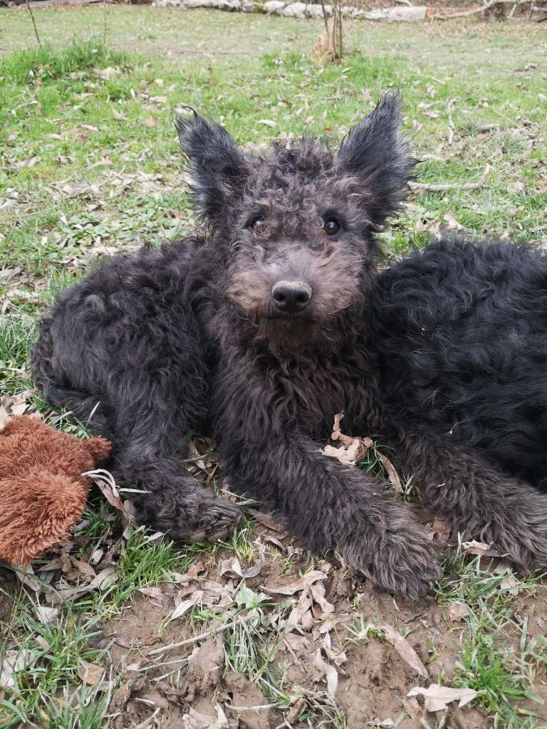 Des Devèzes D'Aubrac - Chiots de race Pumi encore disponible