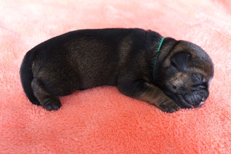 D'Utshu - Border Terrier - Portée née le 27/03/2016