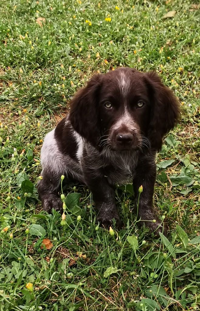 Du Domaine De Matacharre - Chiots disponibles - Chien d'Oysel allemand