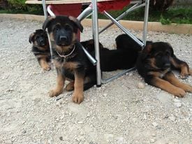 du grand Revoyet - Chiots disponibles - Berger Allemand