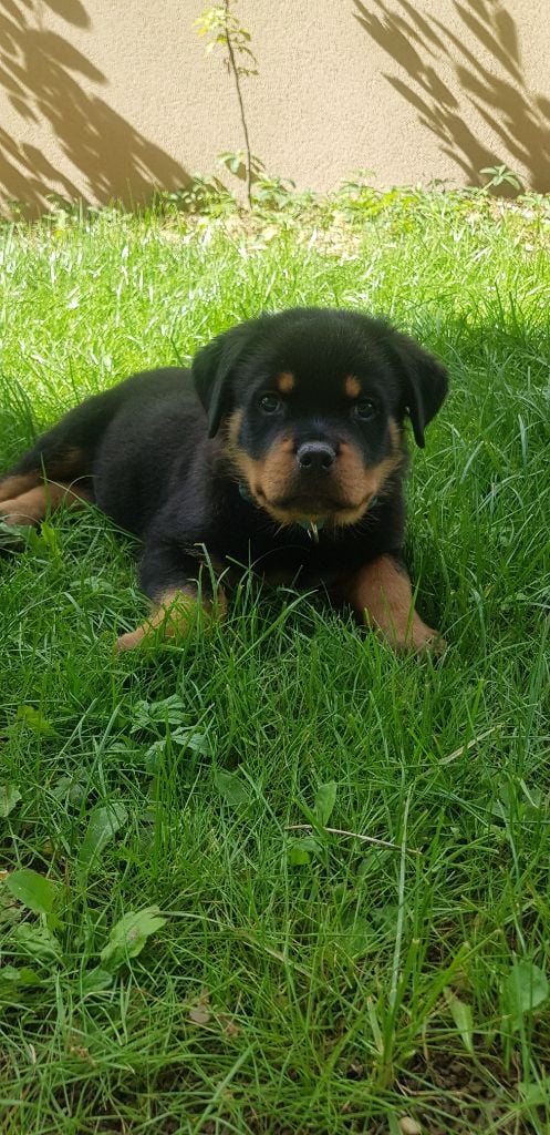 Warriors Of Lusitania - Chiots disponibles - Rottweiler