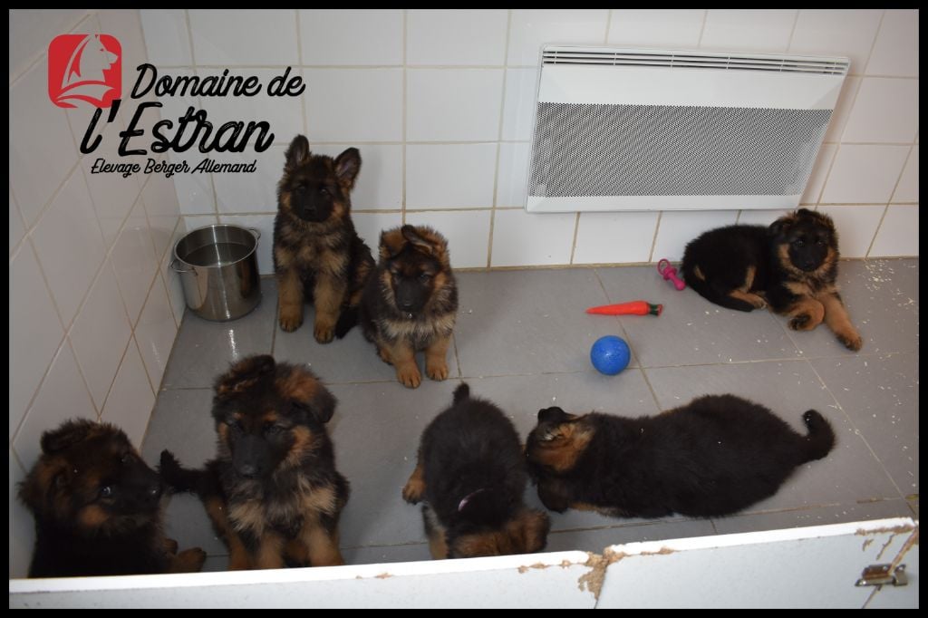 Chiot Berger Allemand Poil Long Du Domaine De L'Estran