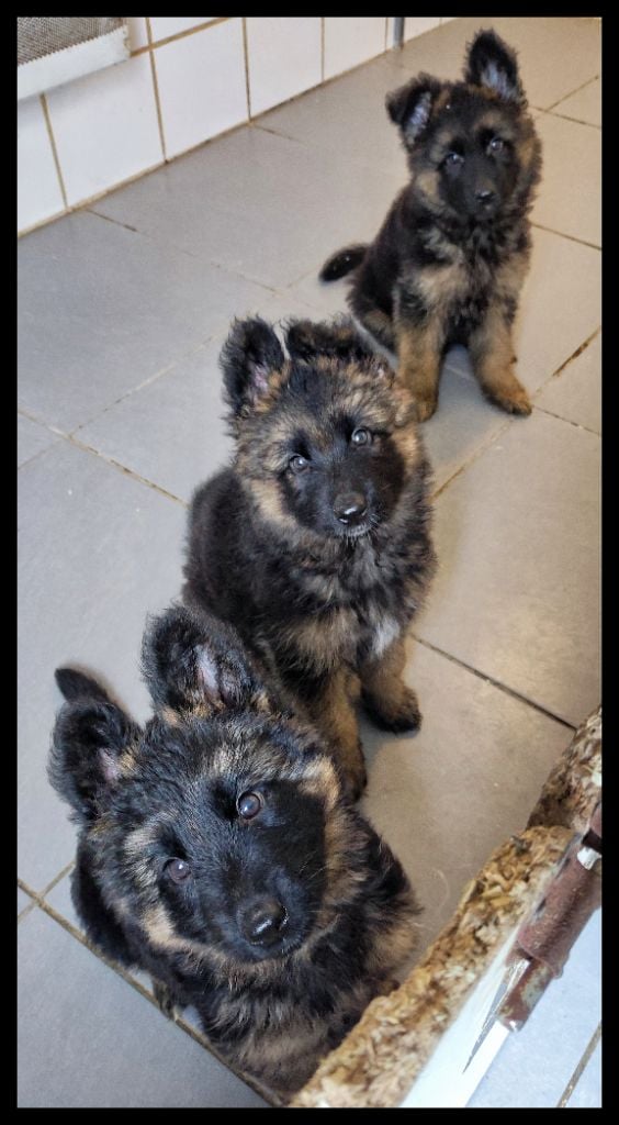 Chiot Berger Allemand Poil Long Du Domaine De L'Estran