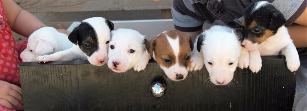 Ornella Calligaro - Jack Russell Terrier - Portée née le 28/02/2017