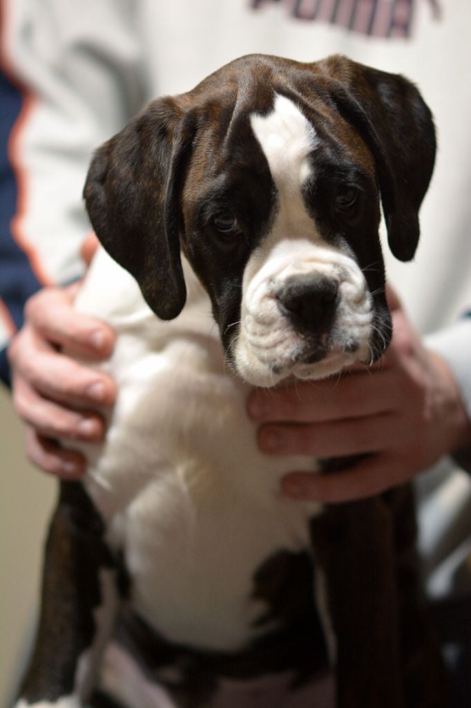 Vom Schlossberg Turm - Chiots disponibles - Boxer