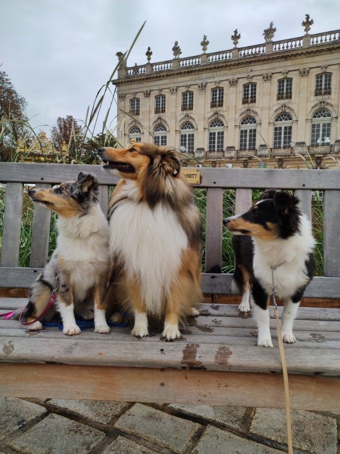 Du castel de belle rose - Nancy