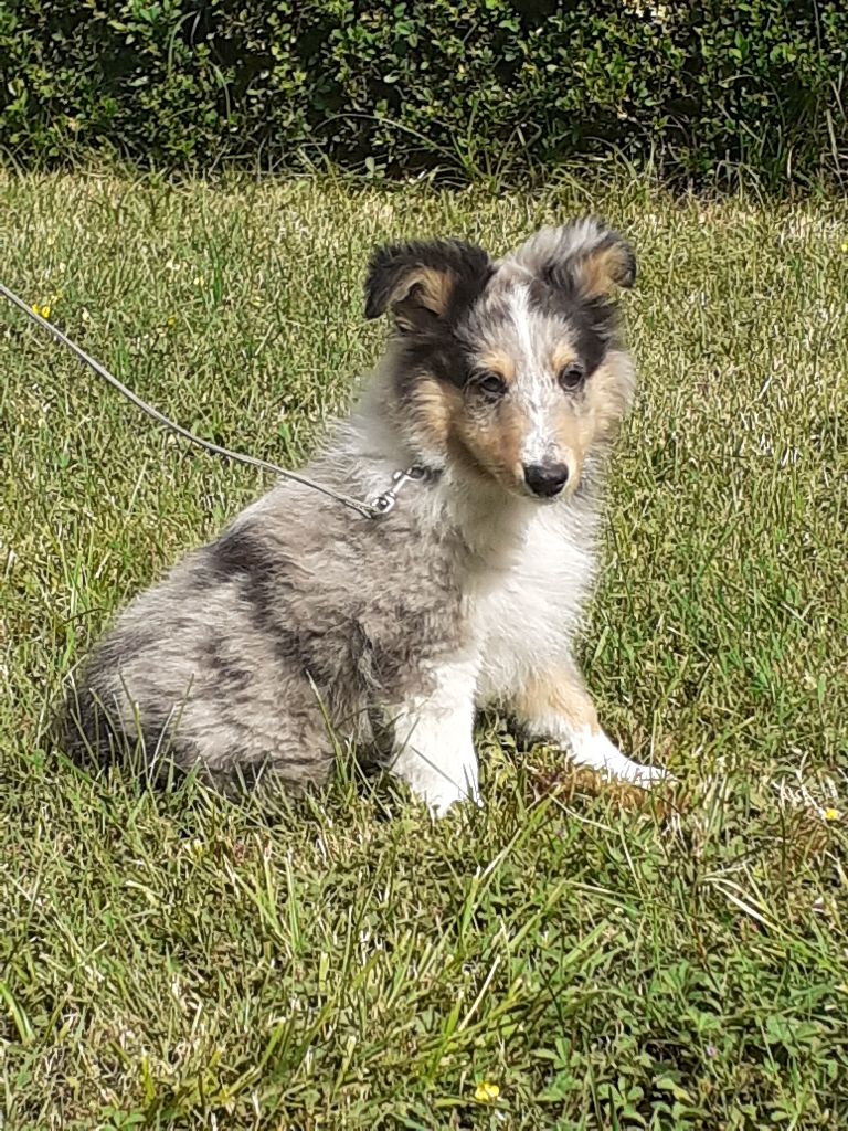 Du castel de belle rose - Shetland Sheepdog - Portée née le 25/04/2023