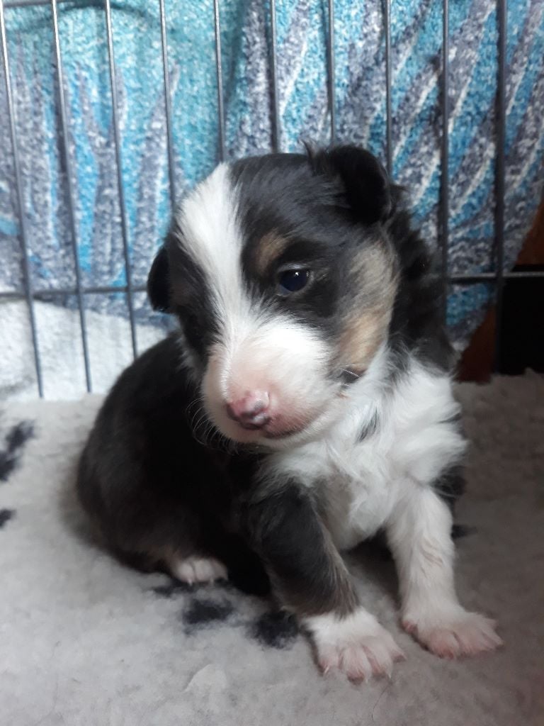 Du castel de belle rose - Shetland Sheepdog - Portée née le 24/08/2018