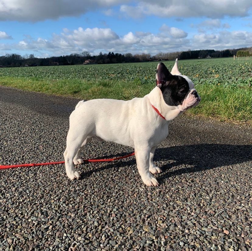 Des Formules 1 - Chiots disponibles - Bouledogue français