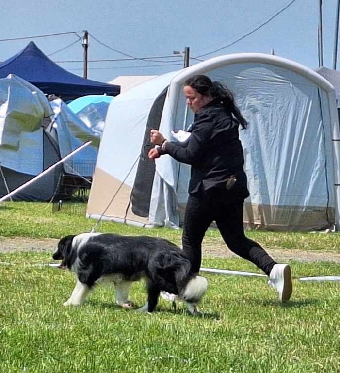 Of Pacific Spirit - Herve dog show 