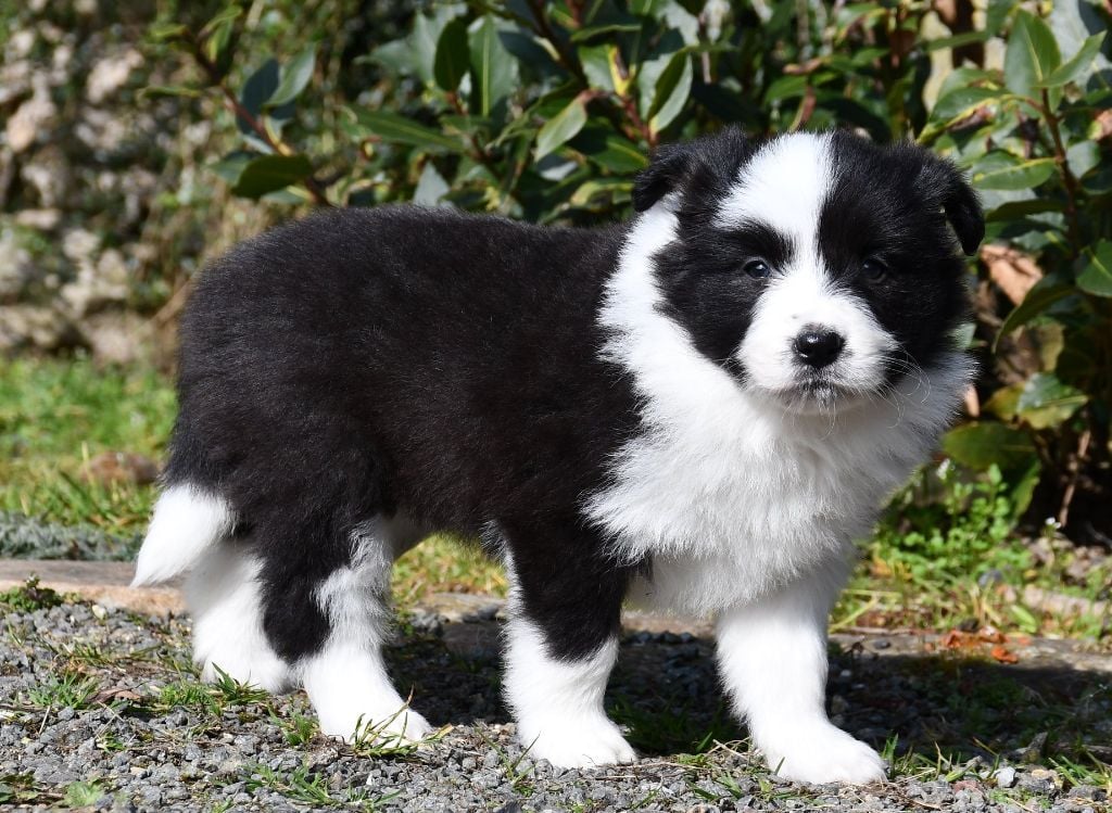 Of Pacific Spirit - Chiots disponibles - Border Collie