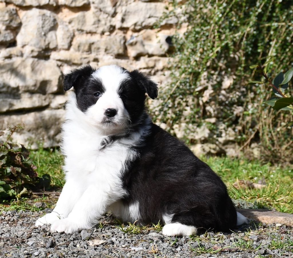 Of Pacific Spirit - Chiots disponibles - Border Collie