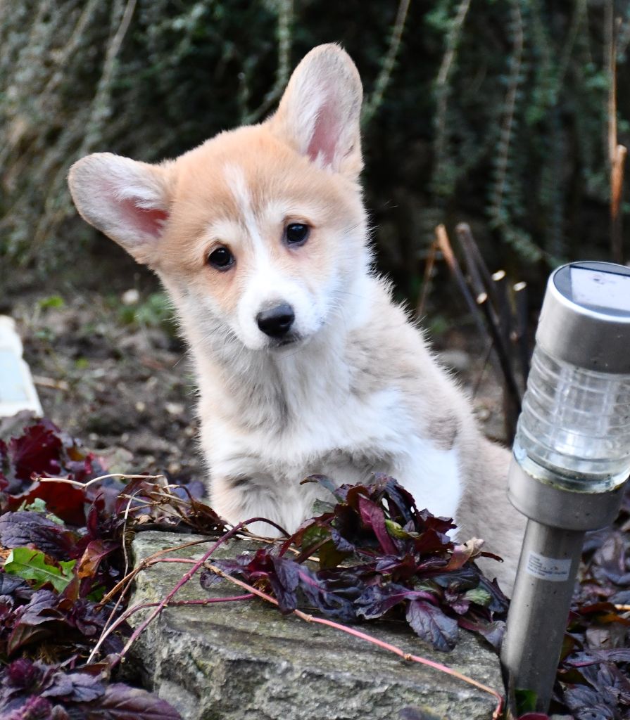 Of Pacific Spirit - Welsh Corgi Pembroke - Portée née le 31/10/2024