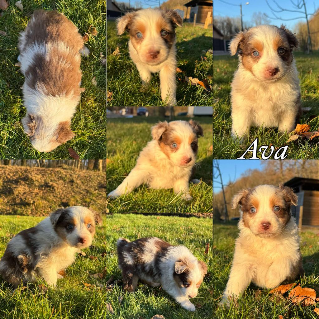 Du Domaine Des Belles Aubois - Chiots disponibles - Berger Australien