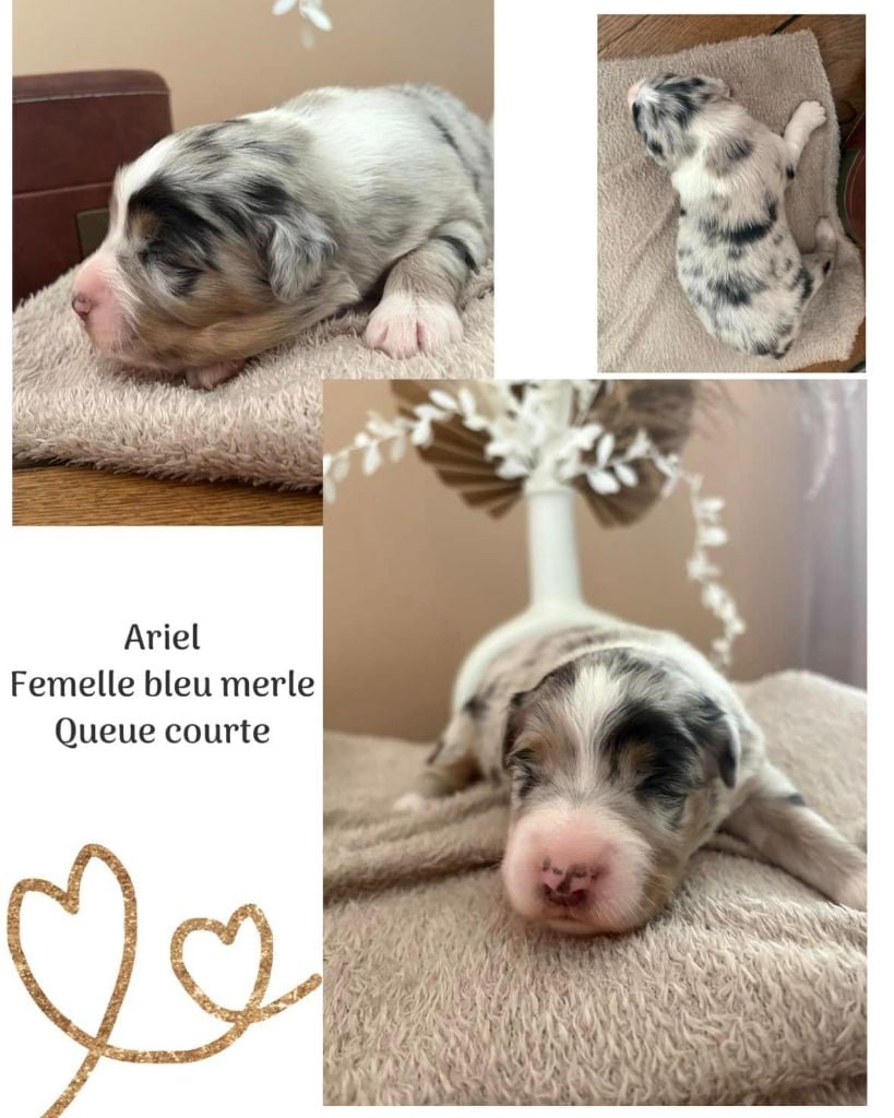 Du Domaine Des Belles Aubois - Chiots disponibles - Berger Australien