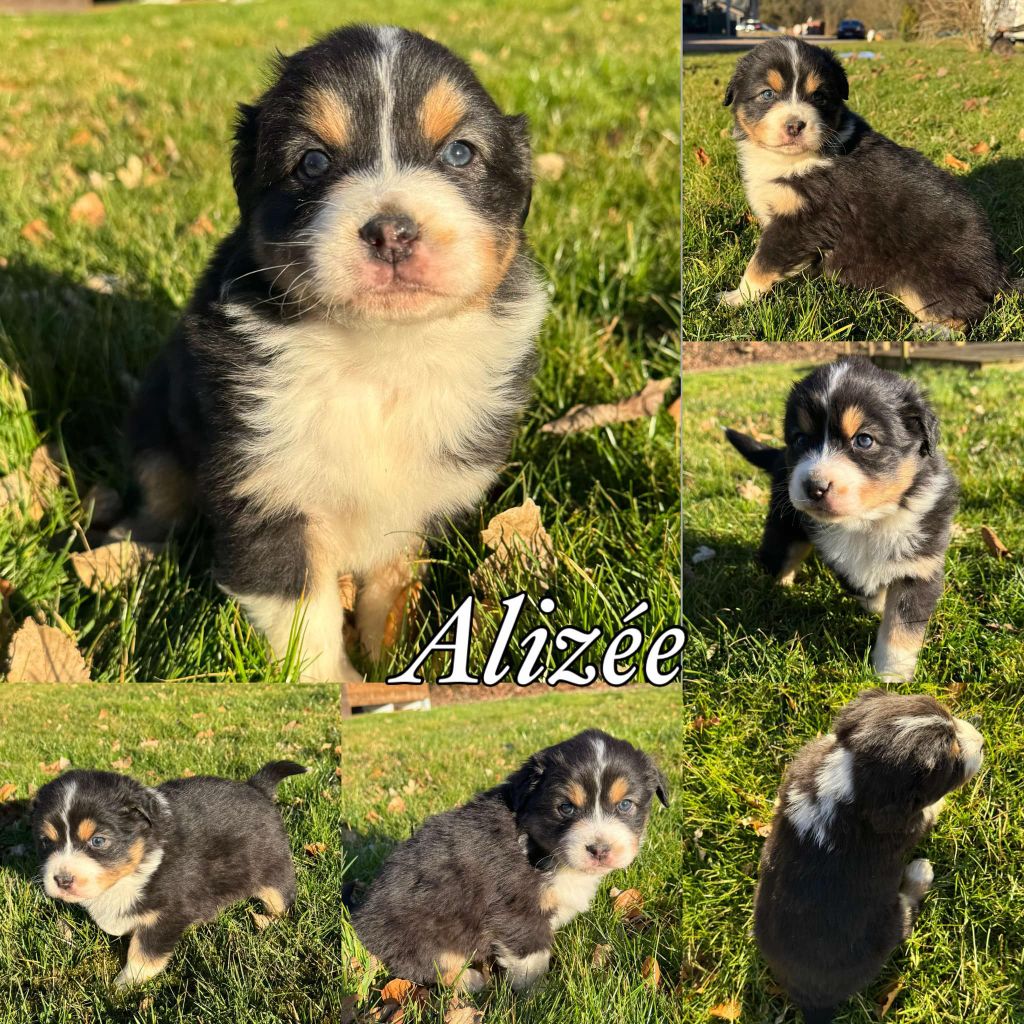 Du Domaine Des Belles Aubois - Chiots disponibles - Berger Australien