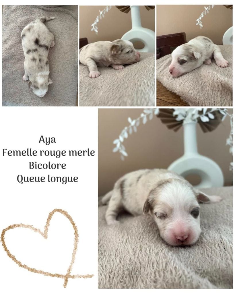 Du Domaine Des Belles Aubois - Chiots disponibles - Berger Australien