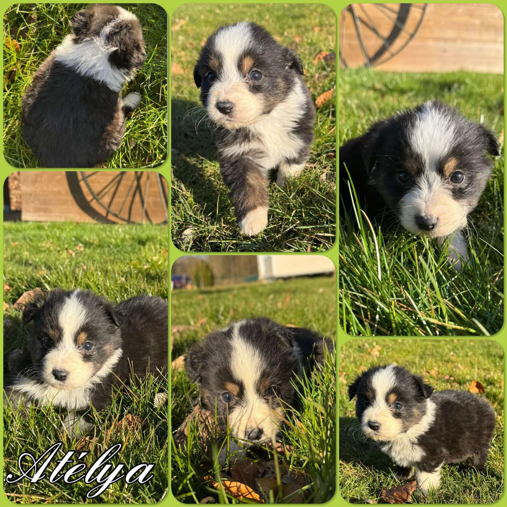 Du Domaine Des Belles Aubois - Chiots disponibles - Berger Australien