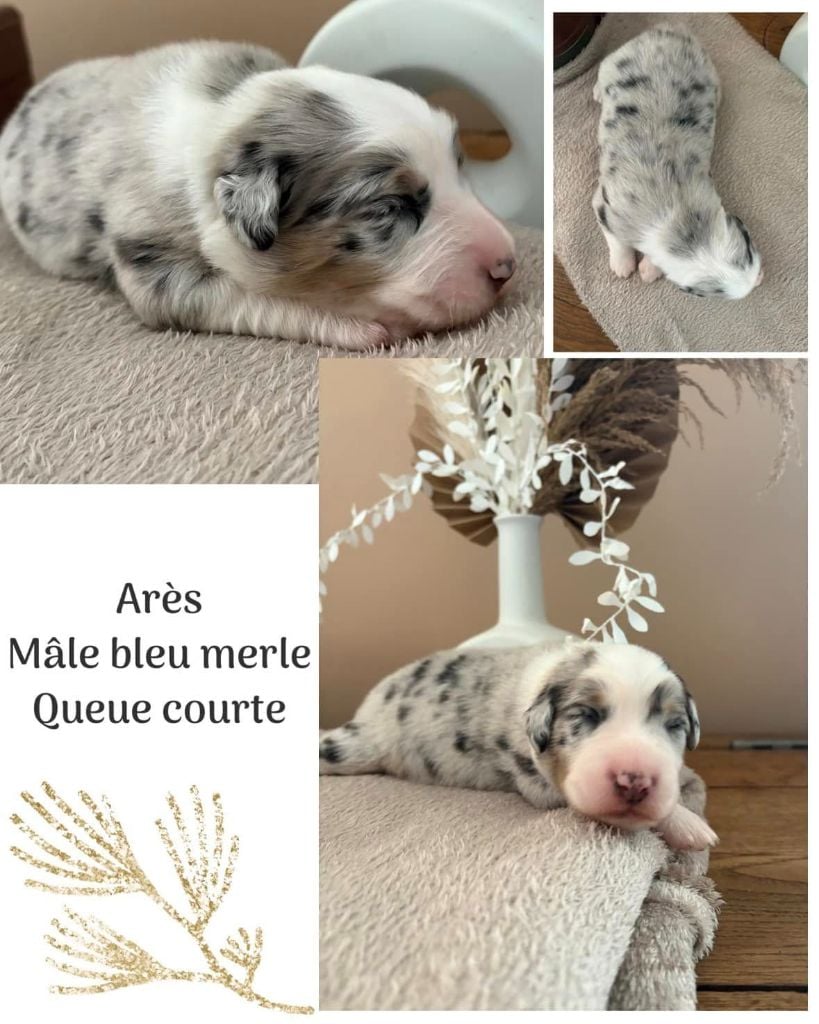 Du Domaine Des Belles Aubois - Chiots disponibles - Berger Australien