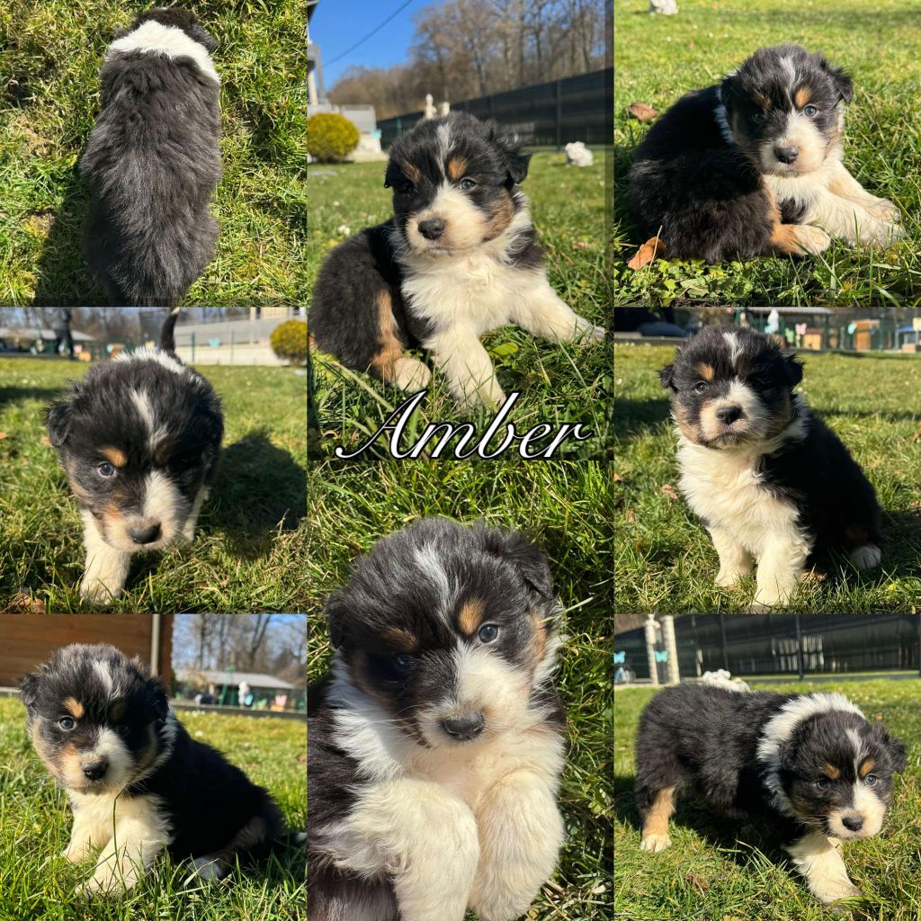 Du Domaine Des Belles Aubois - Chiots disponibles - Berger Australien