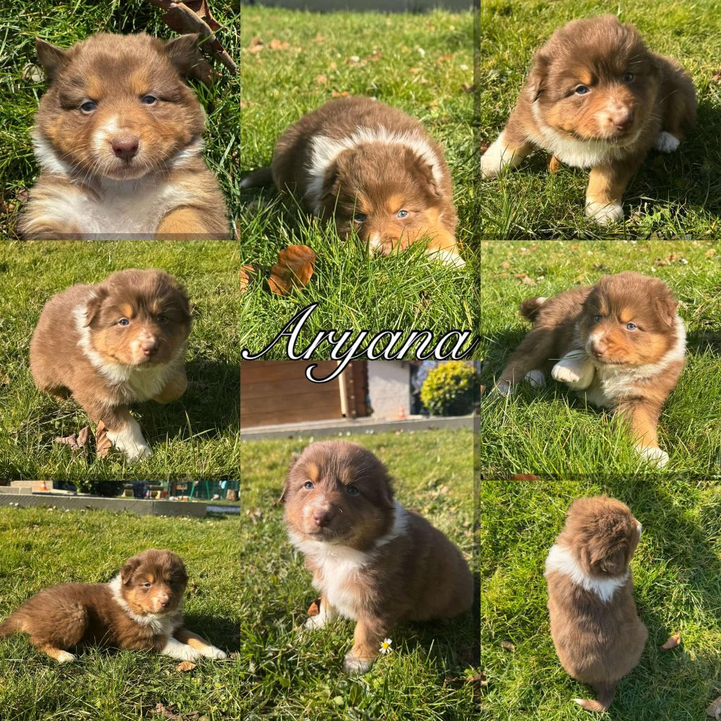 Du Domaine Des Belles Aubois - Chiots disponibles - Berger Australien