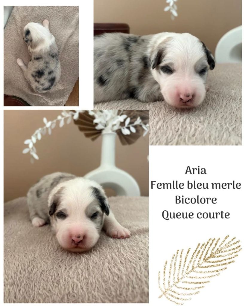 Du Domaine Des Belles Aubois - Chiots disponibles - Berger Australien