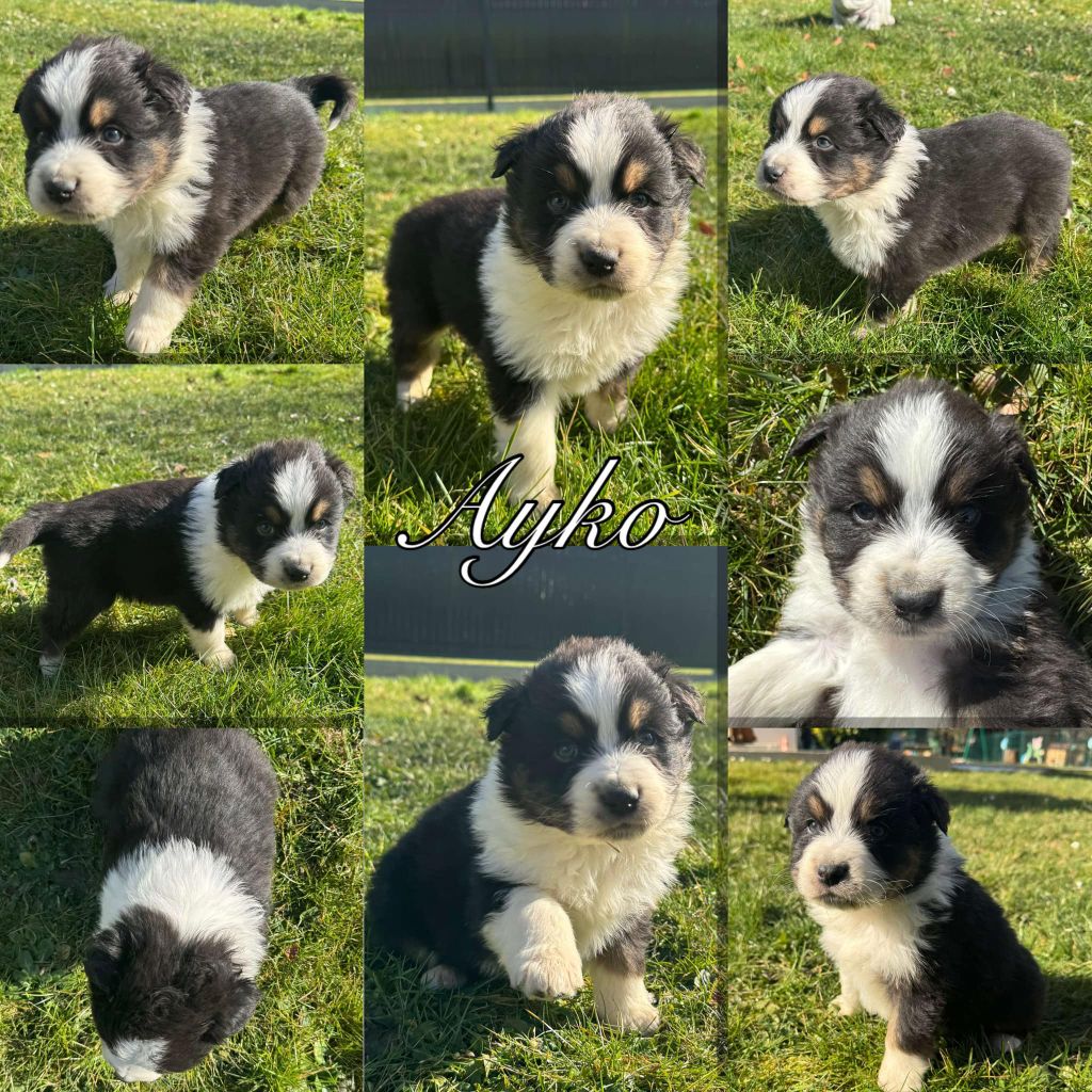 Du Domaine Des Belles Aubois - Chiots disponibles - Berger Australien