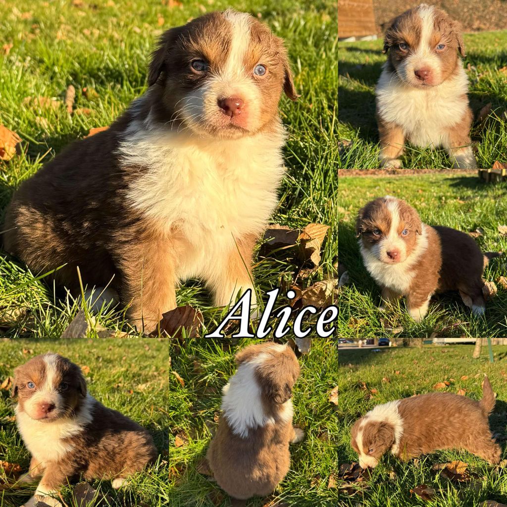 Du Domaine Des Belles Aubois - Chiots disponibles - Berger Australien