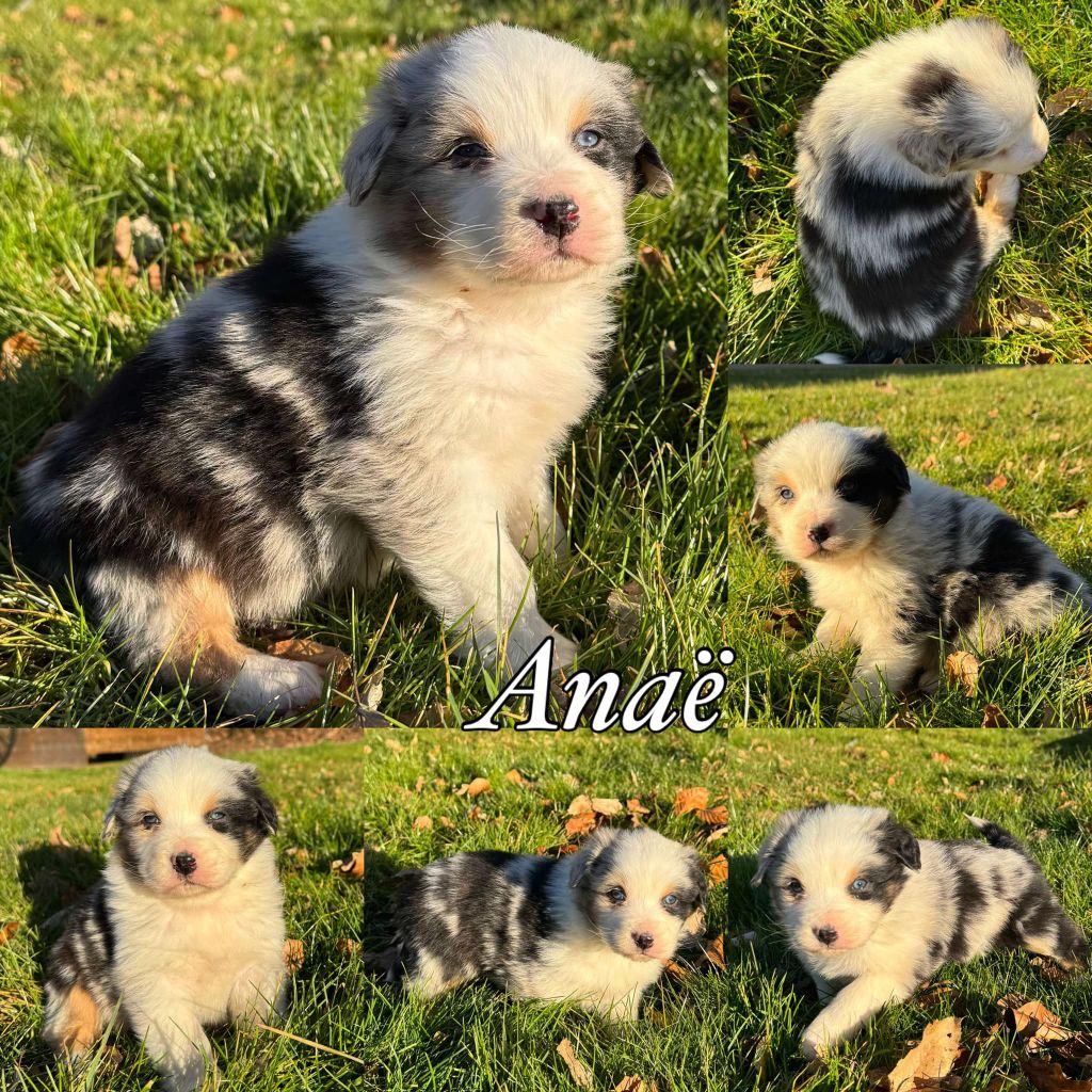 Du Domaine Des Belles Aubois - Chiots disponibles - Berger Australien