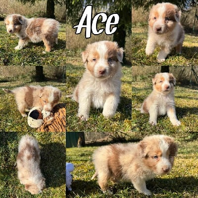 ACE