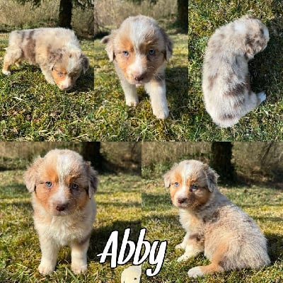 Aurora dit abby