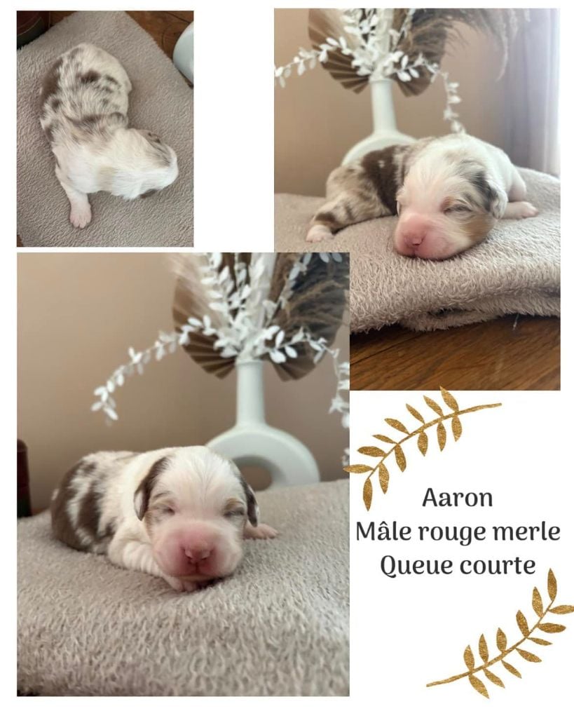 Du Domaine Des Belles Aubois - Chiots disponibles - Berger Australien