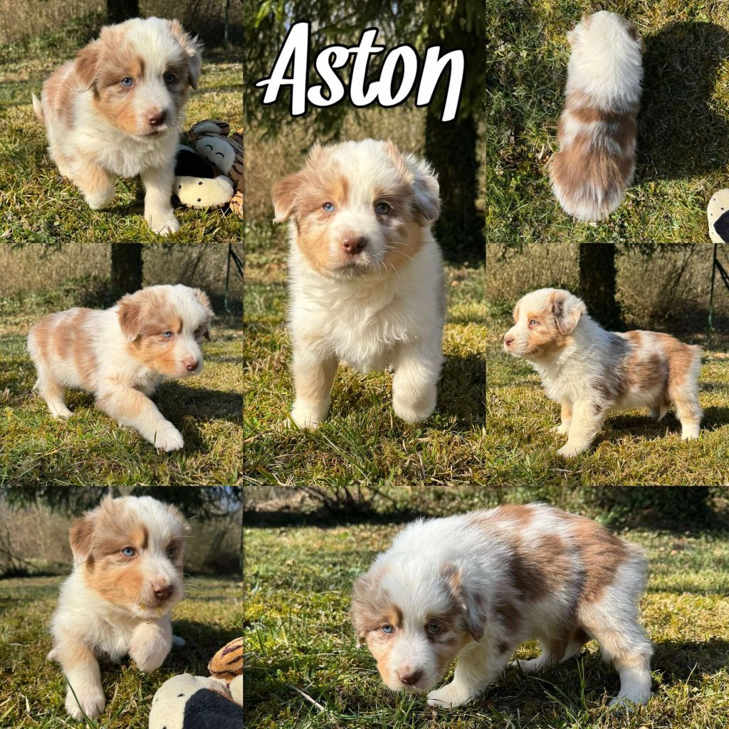 Du Domaine Des Belles Aubois - Chiots disponibles - Berger Australien