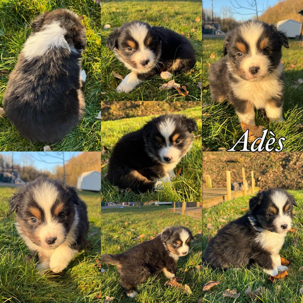 Du Domaine Des Belles Aubois - Chiots disponibles - Berger Australien